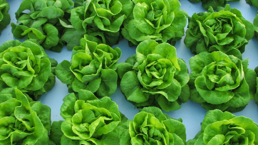 Greenhouse Lettuce Alabama