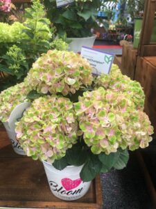 Hydrangea 'BloomChampion Bella Donna' (ThinkPlants/Creekside Greenhouses)