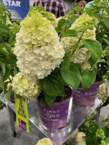 Hydrangea ‘Little Hottie Panicle’ (Bailey Nurseries)