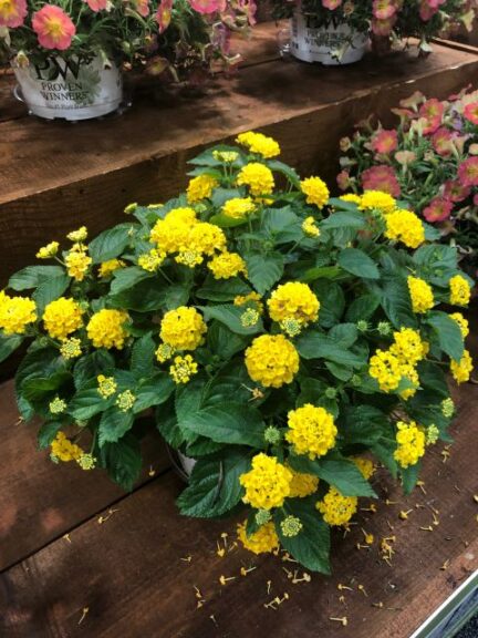 Lantana 'Luscious Royale Lemon Tart' (Proven Winners)