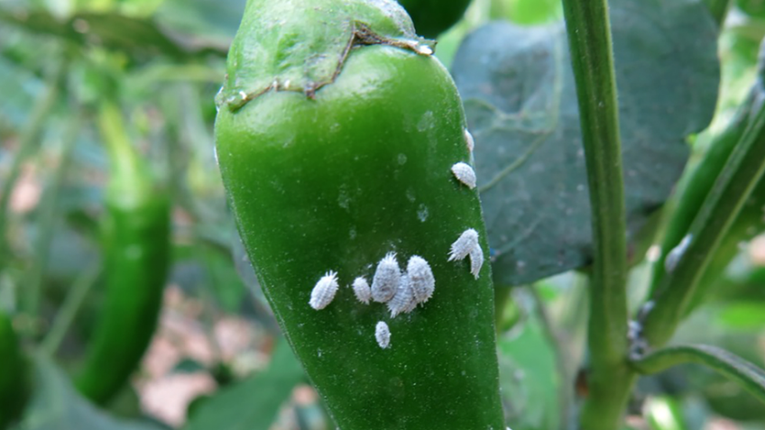 Mealybugs from Biobest