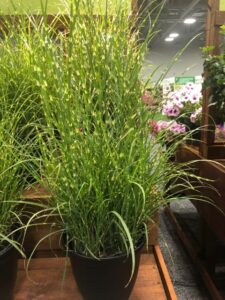 Miscanthus sinesis 'High Frequency' (Emerald Coast Growers)