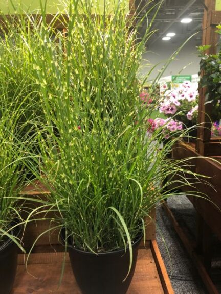 Miscanthus sinesis 'High Frequency' (Emerald Coast Growers)