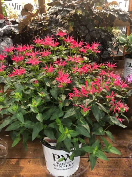 Monarda 'Upscale Red Velvet' (Proven Winners)