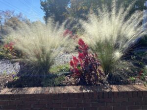 Muhlenbergia 'White Cloud'