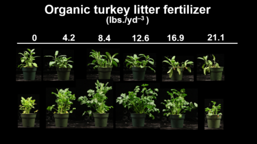 Ideal Fertilizer Use for Culinary Organic Herb Production
