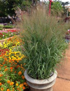Panicum 'Apache Rose'