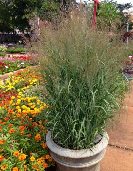 Panicum 'Apache Rose'