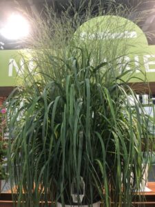 Panicum 'Prairie Winds Niagara Falls' (Proven Winners)
