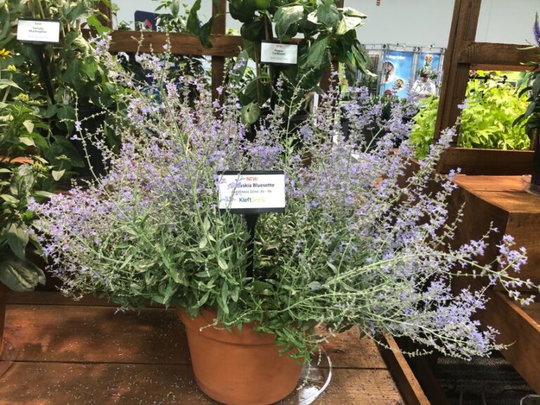 Perovskia 'Bluesette' (Kieft Seed)