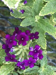 Pests on Verbena