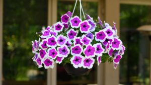 28 Sun-Loving Varieties to Consider for 2023