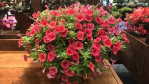 New Plant Varieties on Display at Cultivate’22
