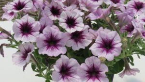National Garden Bureau 2023 New Plants Program Off and Running