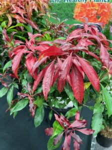 Pieris 'Glowing Hearts' (Sidhu and Sons Nursery)