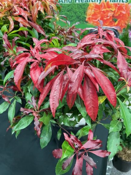 Pieris 'Glowing Hearts' (Sidhu and Sons Nursery)