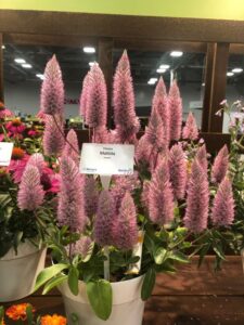 Ptilotus 'Matilda' (Ernst Benary of America)