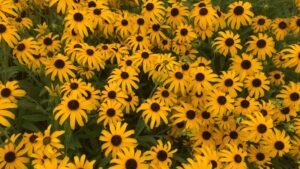 Which Perennial Took Home the PPA Plant of the Year Award?