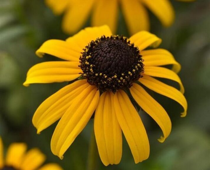 Rudbeckia 'Goldblitz' (Ball Seed)