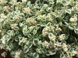 Sedum 'Little Shimmer' (Selecta One)