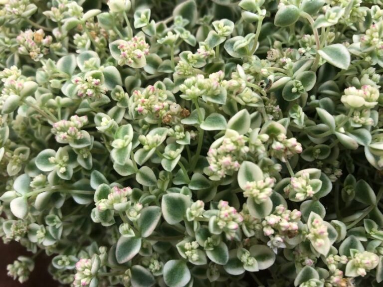 Sedum 'Little Shimmer' (Selecta One)