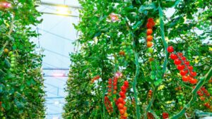 How You Can Shift From Optimal Growth to Optimal Energy Use With LEDs