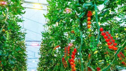 How You Can Shift From Optimal Growth to Optimal Energy Use With LEDs