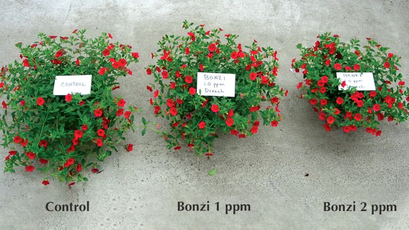 Syngenta Bonzi PGR on Calibrachoa