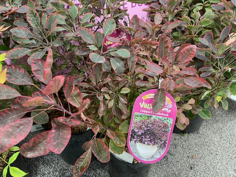 Velveteeny Smokebush (Sidhu and Sons Co.)