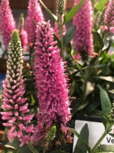 Veronica 'Skyward Pink' (Darwin Perennials)