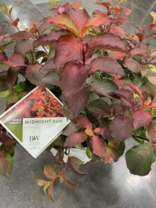 Weigela 'Midnight Sun' (Proven Winners)