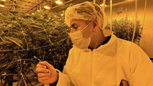 Groundbreaking Research Targets Energy Efficiency in Cannabis Cultivation