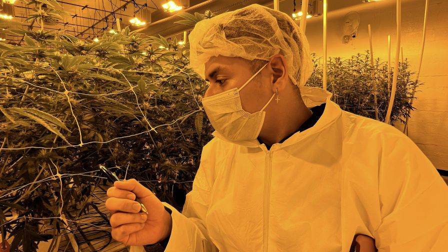 dartmouth student cannabis SCC Web Rocky Mountain Institute