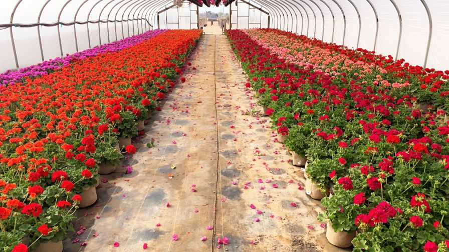 Compostable Pots Are an Emerging Need for Greenhouse Growers