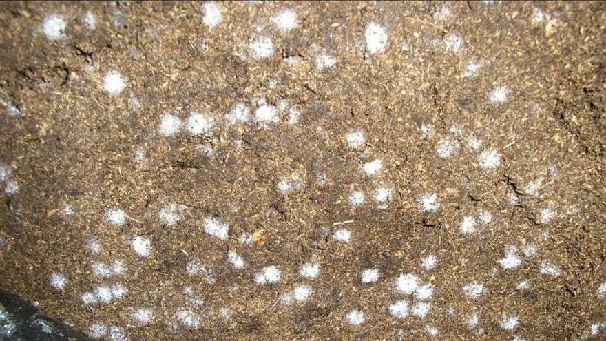 BVB Substrates Trichoderma Saprophytic fungi