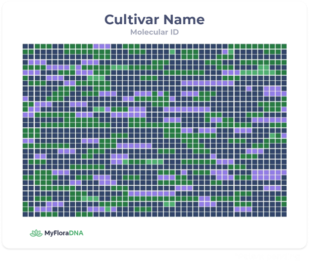 Cannabis Molecular ID