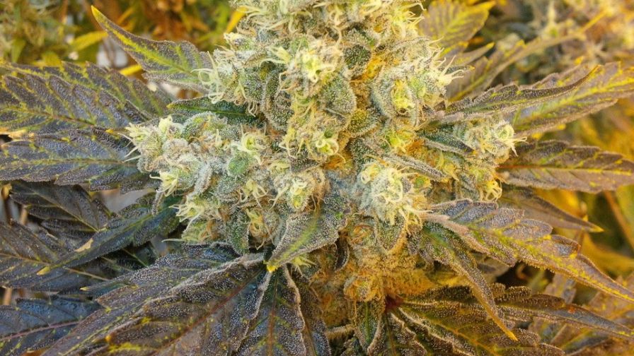 Cannabis Spray program Ryan Douglas