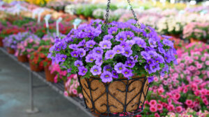 All the Calibrachoa That You Can Imagine