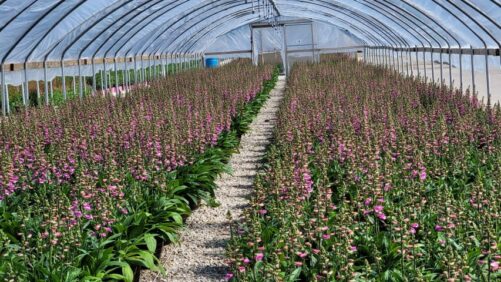 The Key Elements of Grower Production Planning