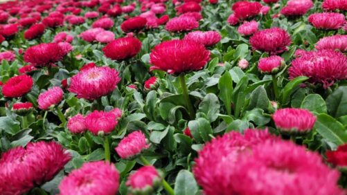 Video of the Week: A Closer Look at Corso’s Horticulture