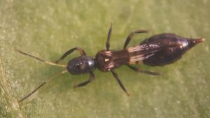 Poinsettia Thrips Beware! There’s a New Predator in the Greenhouse