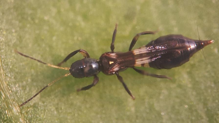 Closeup of Franklinothrips vespiformis Crawford