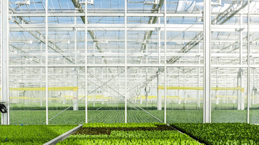Gotham Greens Davis Greenhouse Web