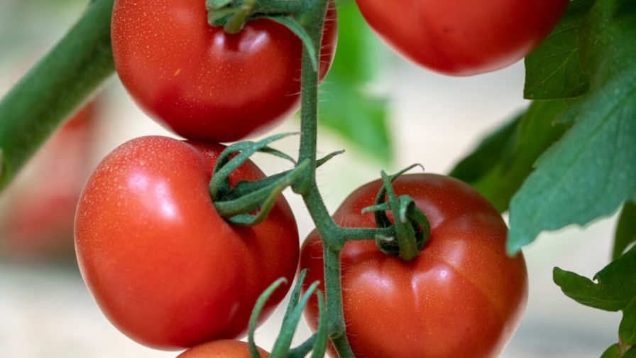 Hazera Tomatoes