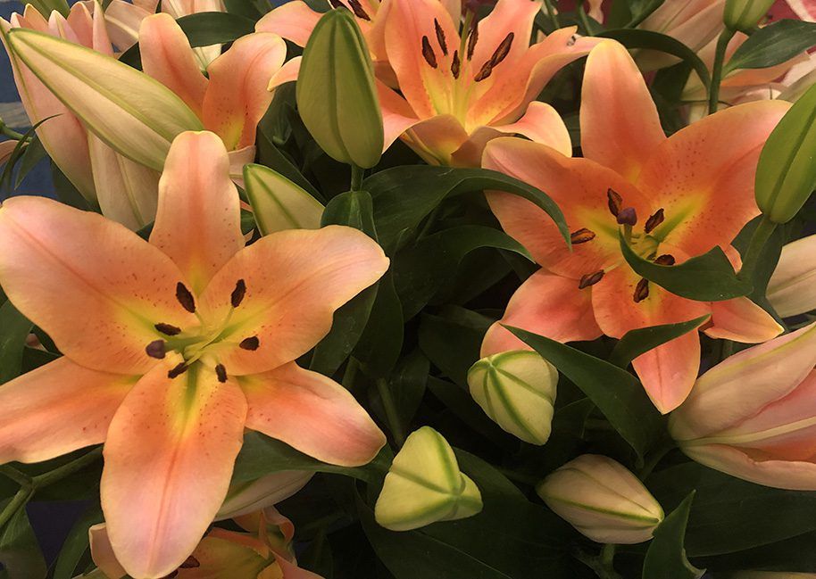 Hybrid Lily Zelmira at SAF 2022