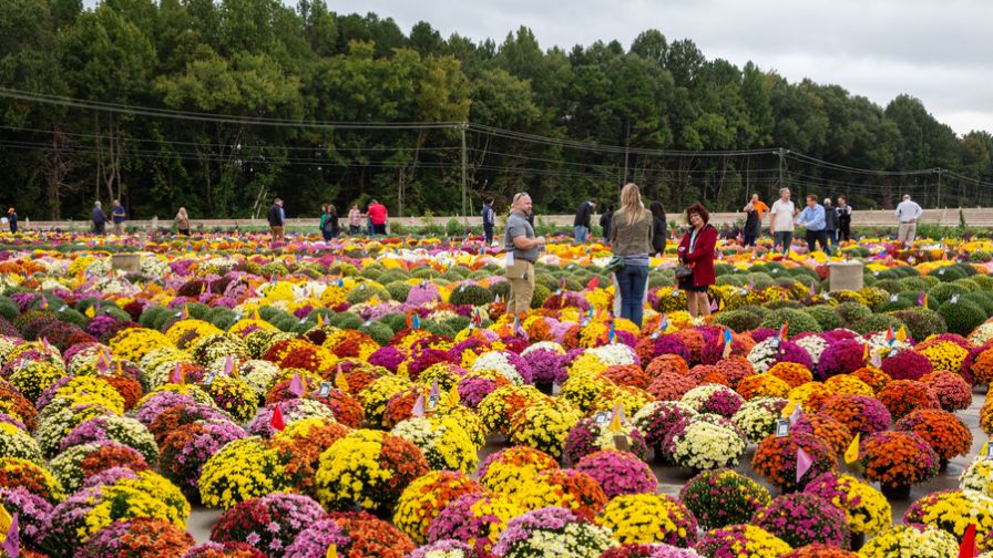 Metrolina Greenhouses Mum Trials Open House 2021