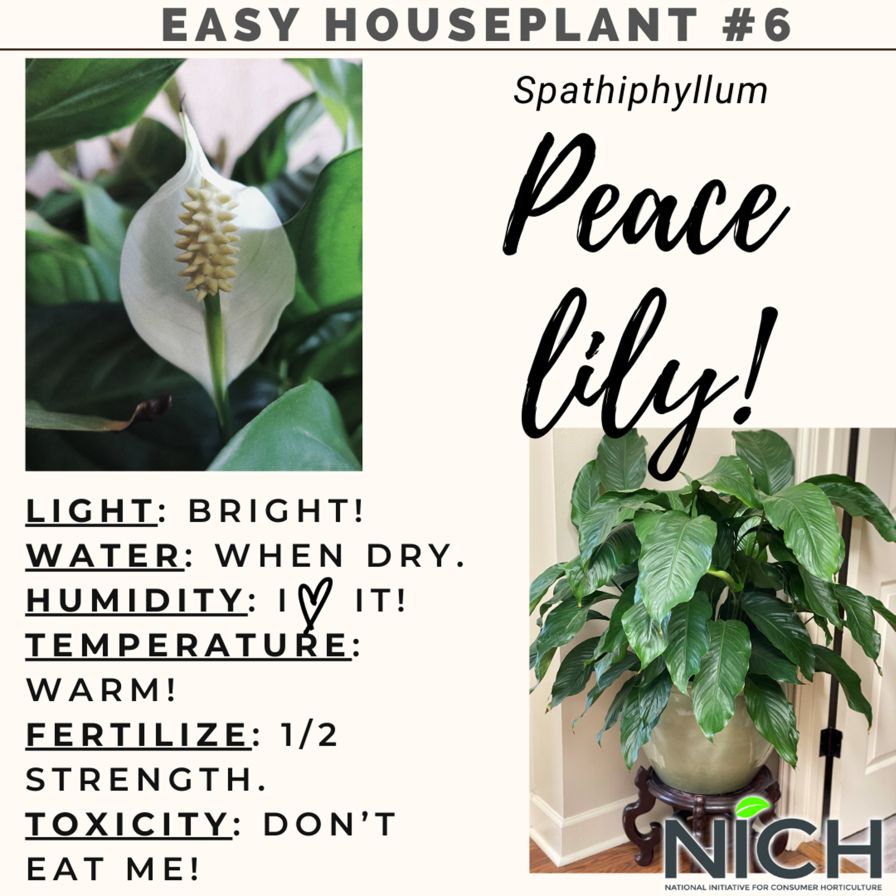 NICH Easy Houseplant