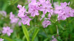 16 Shade and Partial Shade-Loving Varieties to Add for 2023
