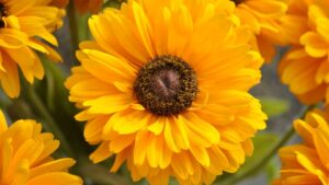 13 Plant Varieties That Stand Up to Cold Conditions