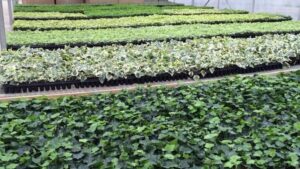 Aris Green Leaf Plants Takes on Herb Business From Silverleaf Greenhouses